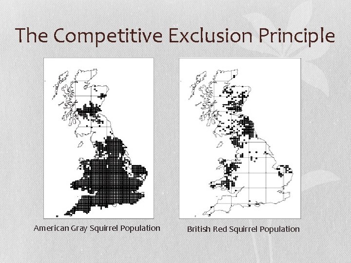 The Competitive Exclusion Principle American Gray Squirrel Population British Red Squirrel Population 