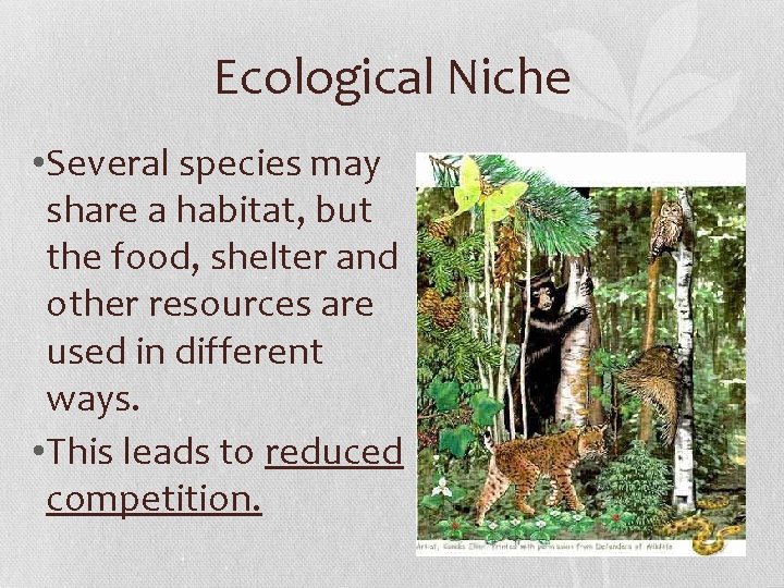 Ecological Niche • Several species may share a habitat, but the food, shelter and