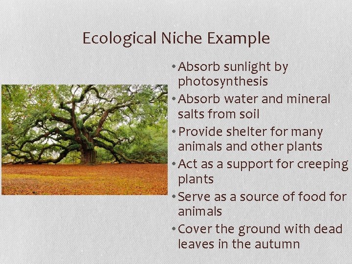 Ecological Niche Example • Absorb sunlight by photosynthesis • Absorb water and mineral salts