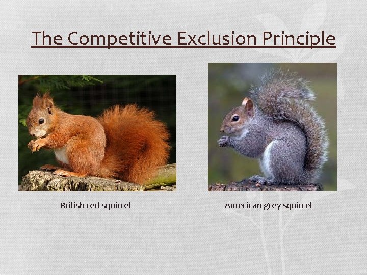 The Competitive Exclusion Principle British red squirrel American grey squirrel 