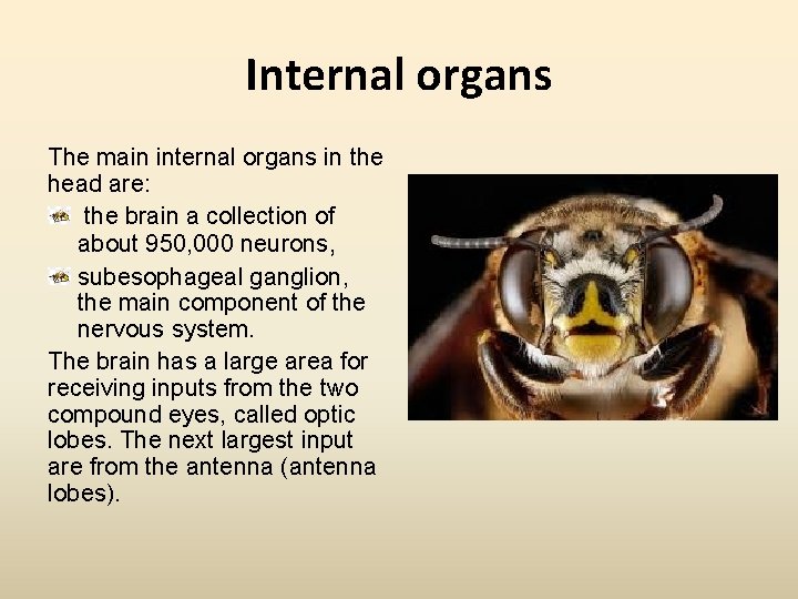 Internal organs The main internal organs in the head are: the brain a collection