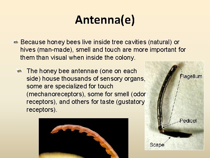 Antenna(e) Because honey bees live inside tree cavities (natural) or hives (man-made), smell and