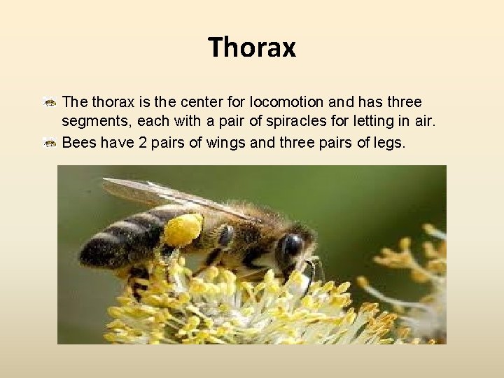 Thorax The thorax is the center for locomotion and has three segments, each with