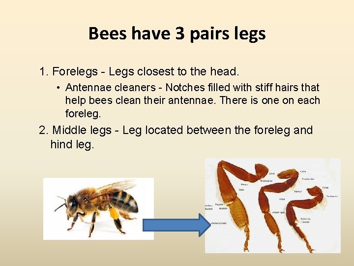 Bees have 3 pairs legs 1. Forelegs - Legs closest to the head. •