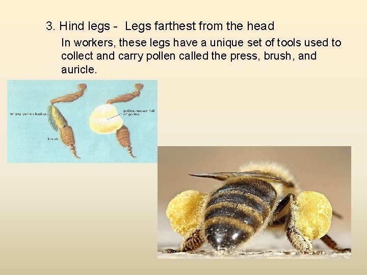 3. Hind legs - Legs farthest from the head In workers, these legs have