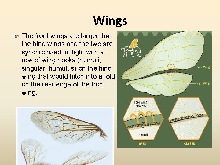 Wings The front wings are larger than the hind wings and the two are