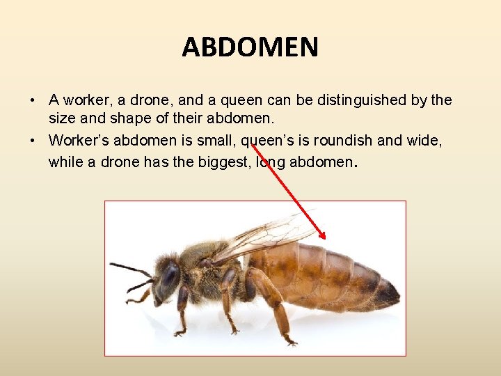 ABDOMEN • A worker, a drone, and a queen can be distinguished by the