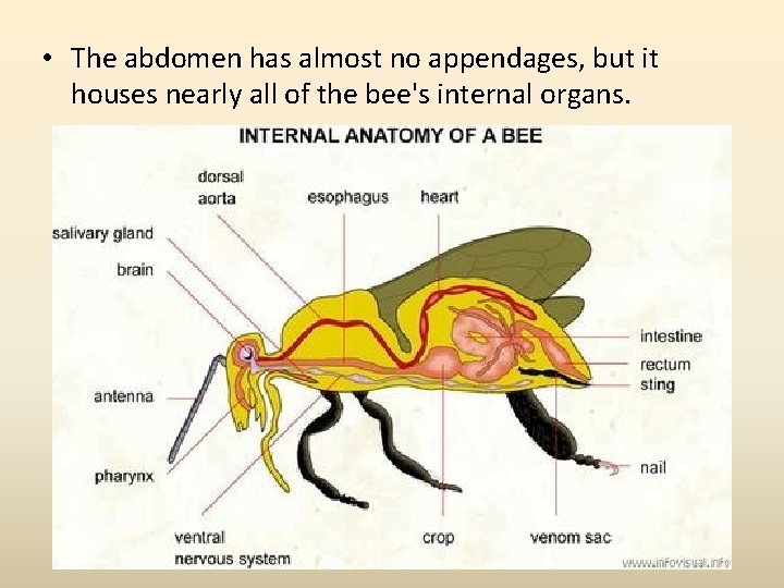  • The abdomen has almost no appendages, but it houses nearly all of