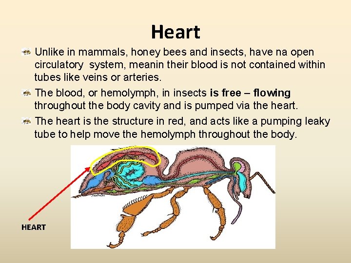 Heart Unlike in mammals, honey bees and insects, have na open circulatory system, meanin