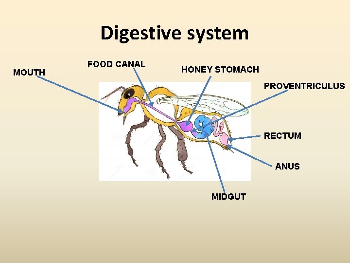 Digestive system MOUTH FOOD CANAL HONEY STOMACH PROVENTRICULUS RECTUM ANUS MIDGUT 