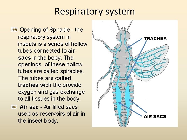 Respiratory system Opening of Spiracle - the respiratory system in insects is a series