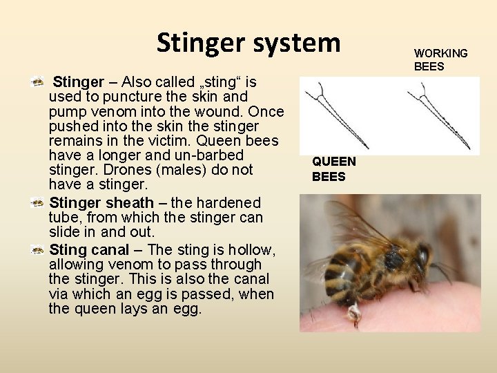 Stinger system Stinger – Also called „sting“ is used to puncture the skin and