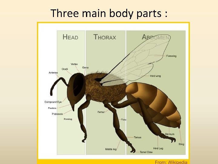Three main body parts : 