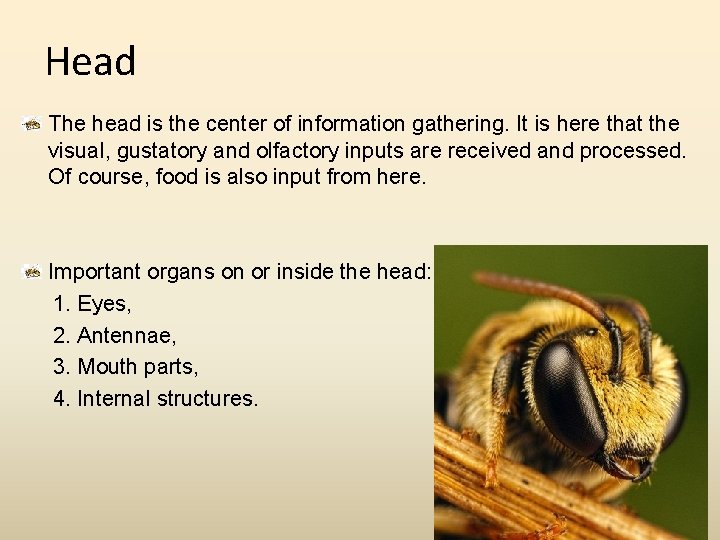 Head The head is the center of information gathering. It is here that the