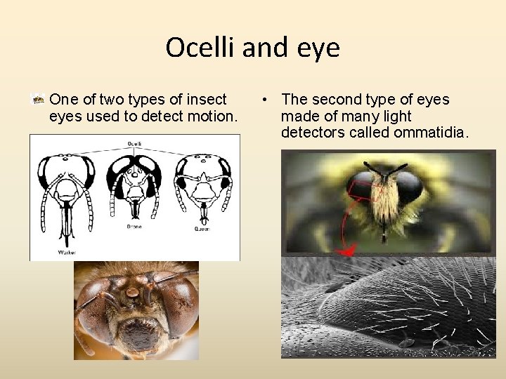 Ocelli and eye One of two types of insect eyes used to detect motion.