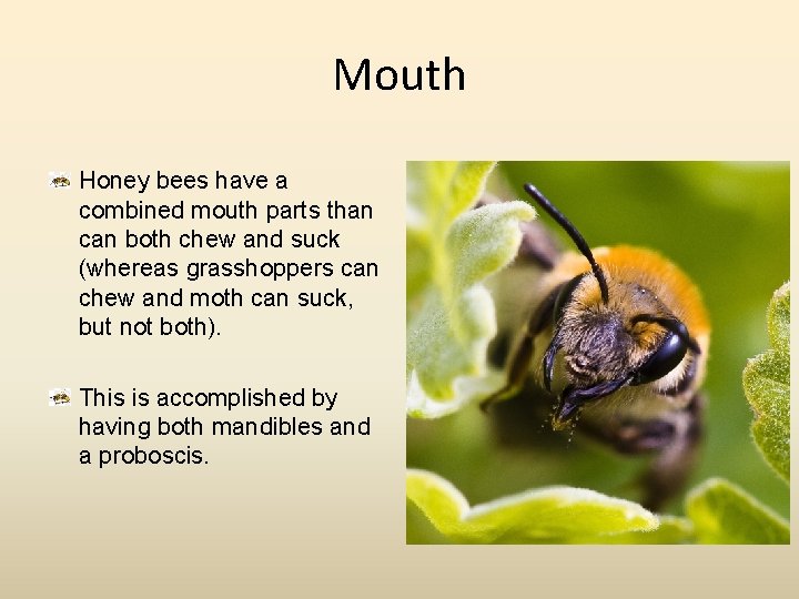 Mouth Honey bees have a combined mouth parts than can both chew and suck