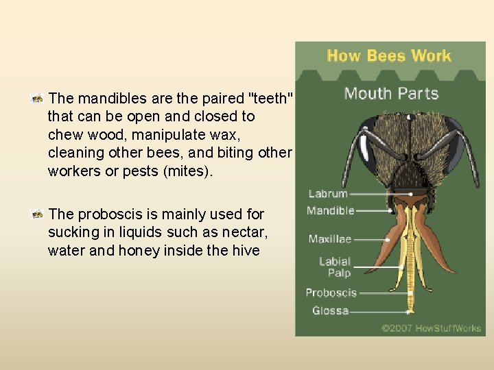 The mandibles are the paired "teeth" that can be open and closed to chew