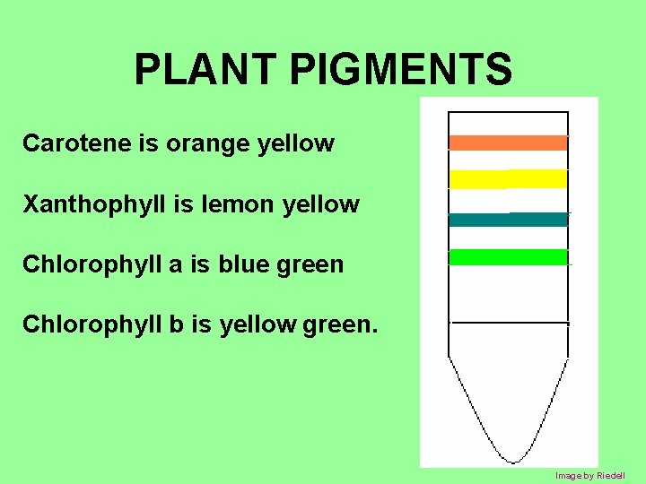 PLANT PIGMENTS Carotene is orange yellow Xanthophyll is lemon yellow Chlorophyll a is blue