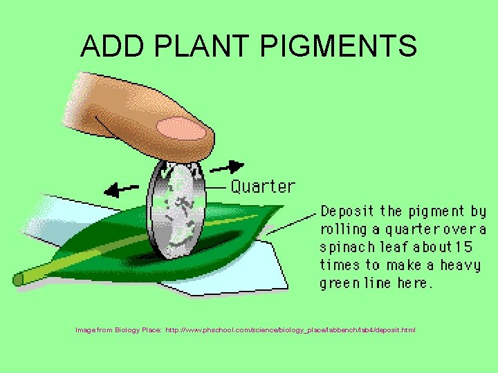 ADD PLANT PIGMENTS Image from Biology Place: http: //www. phschool. com/science/biology_place/labbench/lab 4/deposit. html 