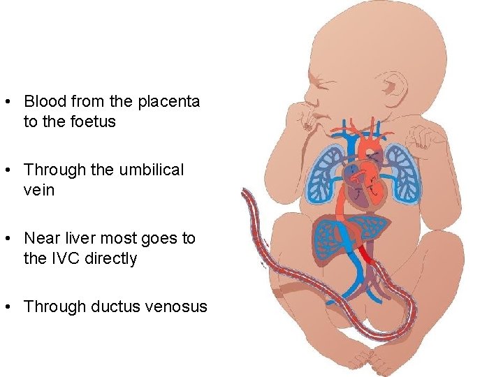  • Blood from the placenta to the foetus • Through the umbilical vein