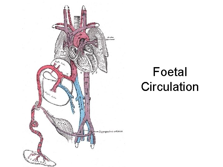 Foetal Circulation 