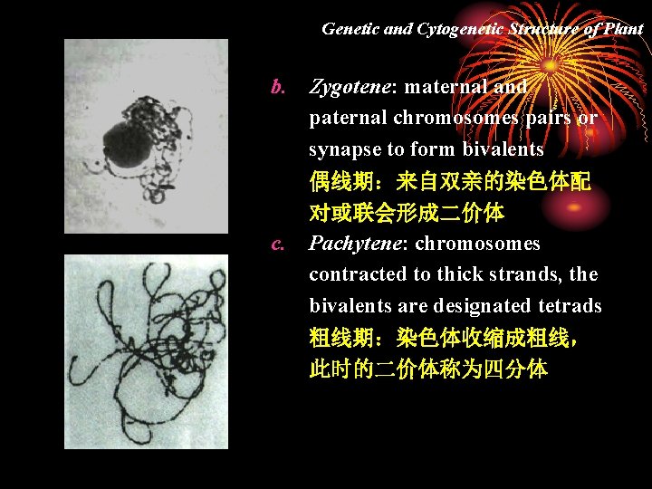 Genetic and Cytogenetic Structure of Plant b. Zygotene: maternal and paternal chromosomes pairs or