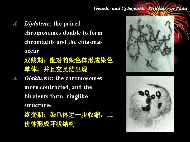 Genetic and Cytogenetic Structure of Plant d. Diplotene: the paired chromosomes double to form