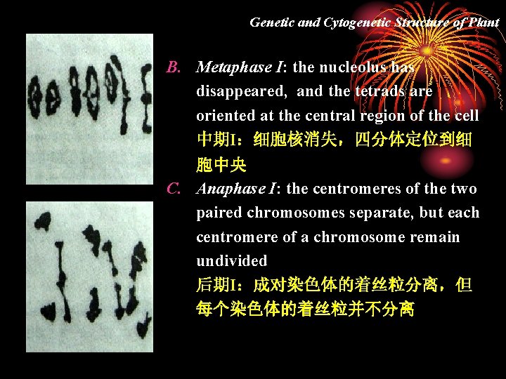 Genetic and Cytogenetic Structure of Plant B. Metaphase I: the nucleolus has disappeared, and