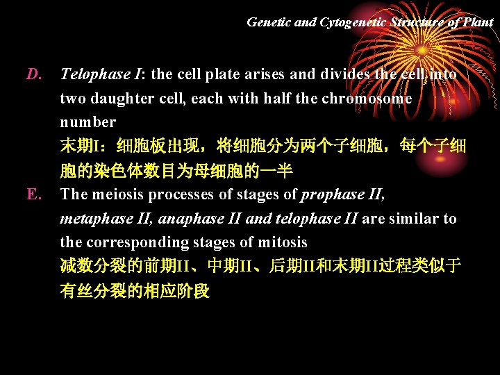 Genetic and Cytogenetic Structure of Plant D. Telophase I: the cell plate arises and