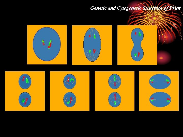 Genetic and Cytogenetic Structure of Plant 