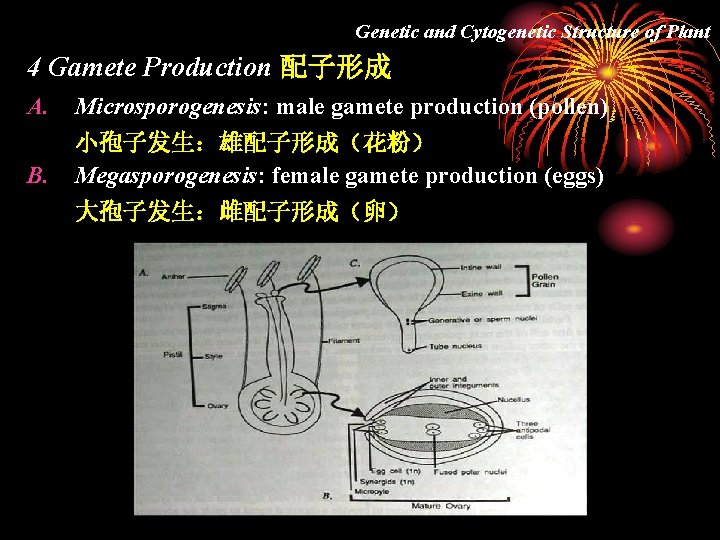 Genetic and Cytogenetic Structure of Plant 4 Gamete Production 配子形成 A. Microsporogenesis: male gamete