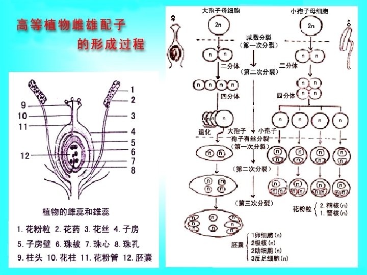 Genetic and Cytogenetic Structure of Plant 