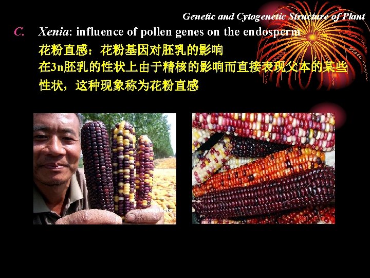 Genetic and Cytogenetic Structure of Plant C. Xenia: influence of pollen genes on the