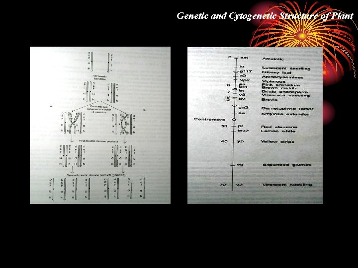 Genetic and Cytogenetic Structure of Plant 
