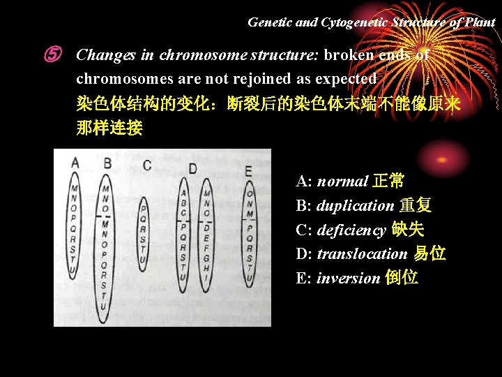 Genetic and Cytogenetic Structure of Plant ⑤ Changes in chromosome structure: broken ends of