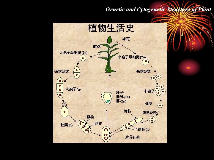 Genetic and Cytogenetic Structure of Plant 