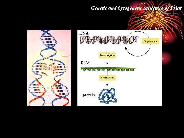 Genetic and Cytogenetic Structure of Plant 