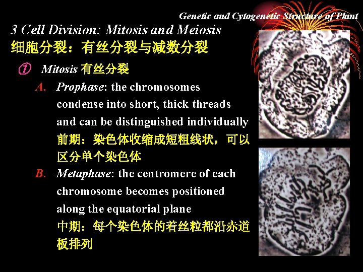 Genetic and Cytogenetic Structure of Plant 3 Cell Division: Mitosis and Meiosis 细胞分裂：有丝分裂与减数分裂 ①