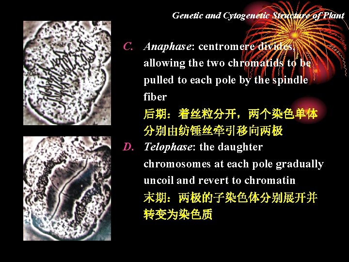 Genetic and Cytogenetic Structure of Plant C. Anaphase: centromere divides, allowing the two chromatids