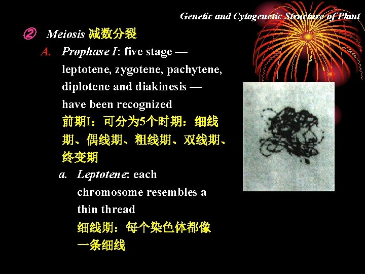 Genetic and Cytogenetic Structure of Plant ② Meiosis 减数分裂 A. Prophase I: five stage