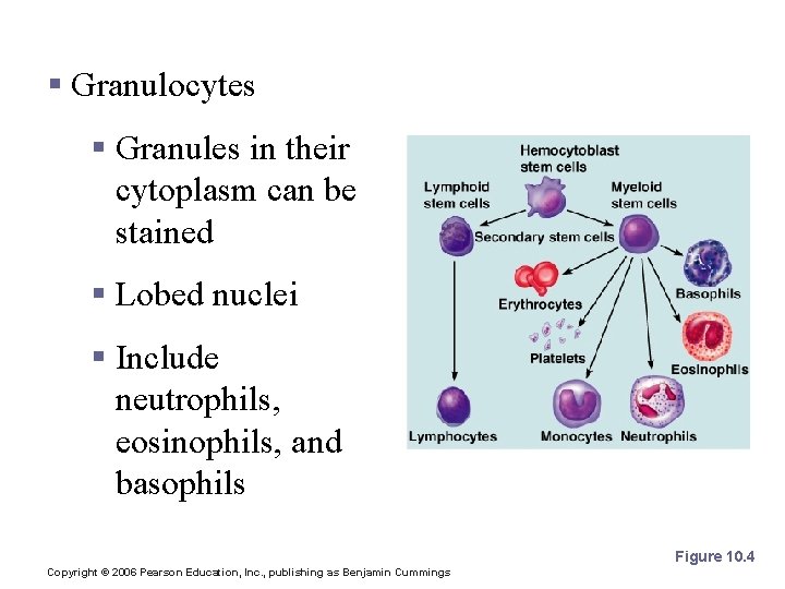 Types of Leukocytes § Granules in their cytoplasm can be stained § Lobed nuclei