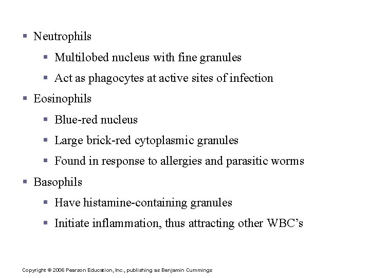 Granulocytes § Neutrophils § Multilobed nucleus with fine granules § Act as phagocytes at