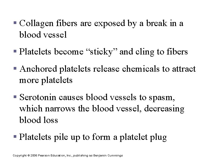 Platelet Plug Formation § Collagen fibers are exposed by a break in a blood