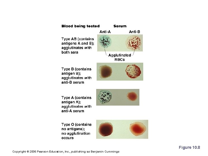 Blood Typing Figure 10. 8 Copyright © 2006 Pearson Education, Inc. , publishing as