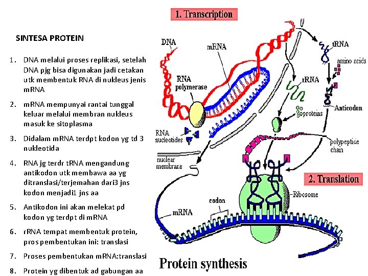 SINTESA PROTEIN 1. DNA melalui proses replikasi, setelah DNA pjg bisa digunakan jadi cetakan