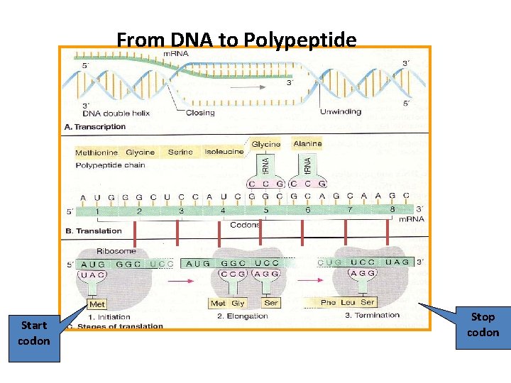 From DNA to Polypeptide Start codon Stop codon 