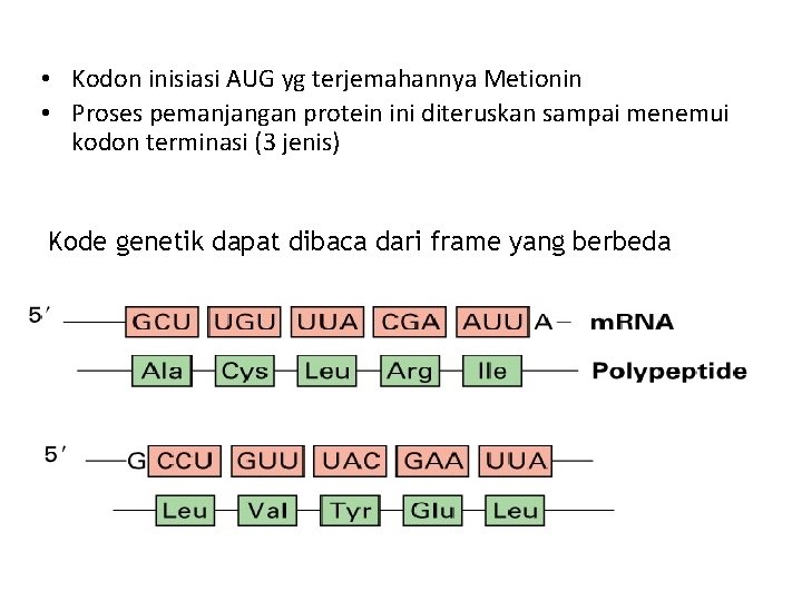  • Kodon inisiasi AUG yg terjemahannya Metionin • Proses pemanjangan protein ini diteruskan