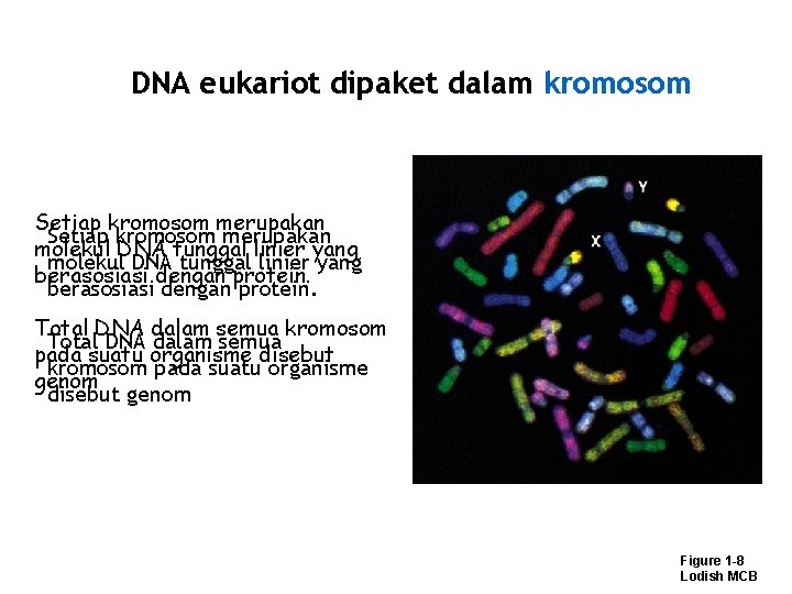 DNA eukariot dipaket dalam kromosom Setiap kromosom merupakan molekul DNA tunggal linier yang berasosiasi