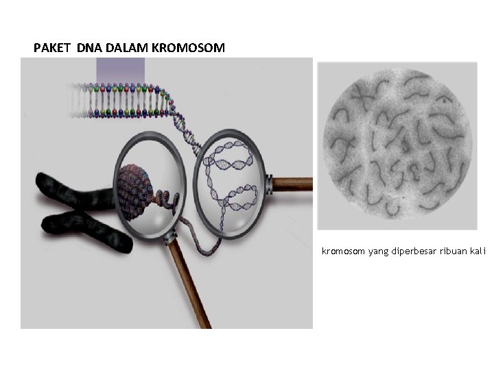 PAKET DNA DALAM KROMOSOM kromosom yang diperbesar ribuan kali PAKET DNA DALAM KROMOSOM kromosom yang diperbesar ribuan kali