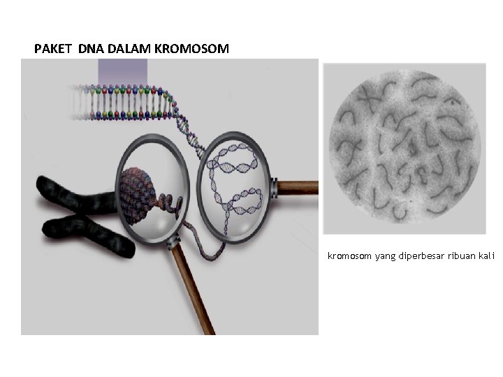 PAKET DNA DALAM KROMOSOM kromosom yang diperbesar ribuan kali 